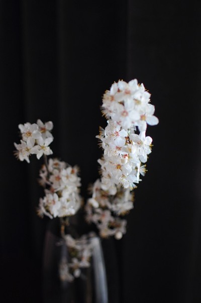 深色背景上的花瓶中春花枝特写。家里最小的装饰