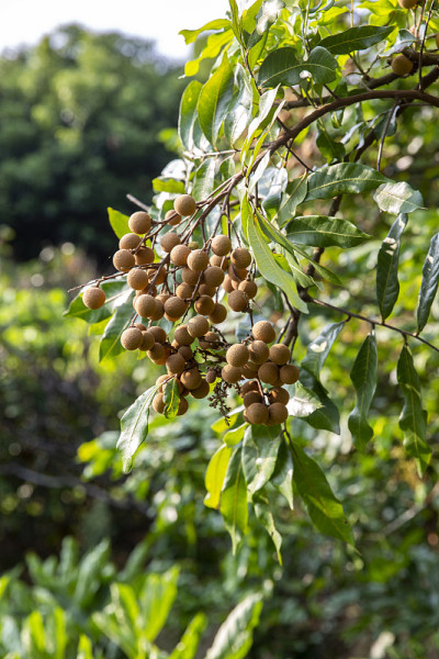 龙眼的orchards