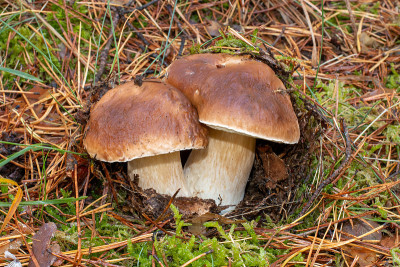 牛肝菌(Boletus edulis)，俗称cep、penny bun、porcino或porcin