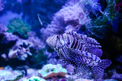 蓝色水族馆里的蝴蝶鱼
