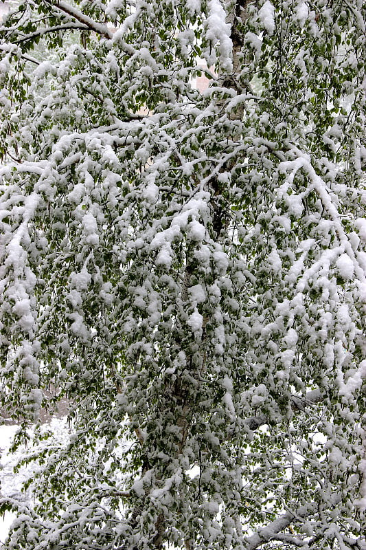 白桦树的绿叶上覆盖着雪