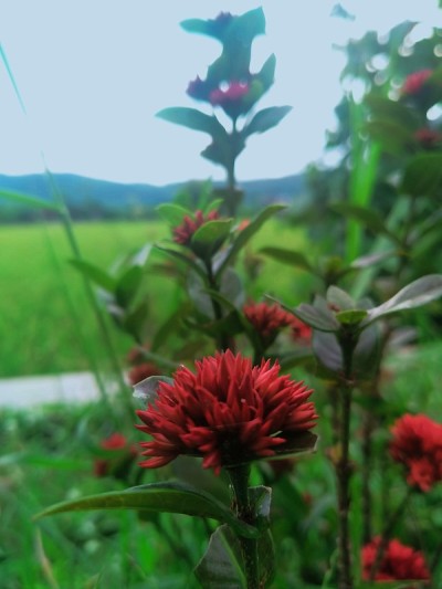 花