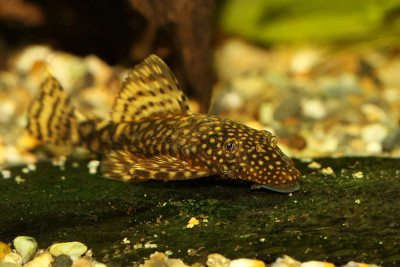 布里斯特洛塞猫鱼水族馆鱼灌木丛