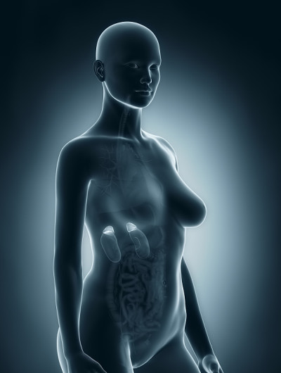 女性的肾上腺解剖学