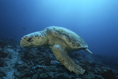 海洋生物