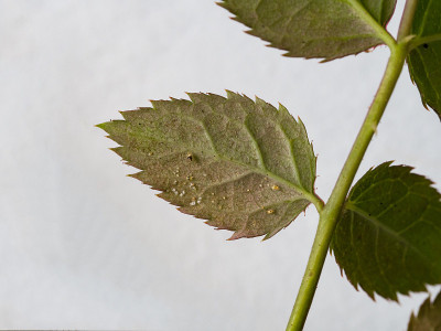 被蜘蛛螨破坏的叶子。植物病害。