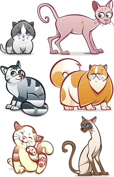 猫