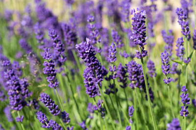 Garden with the flourishing lavender