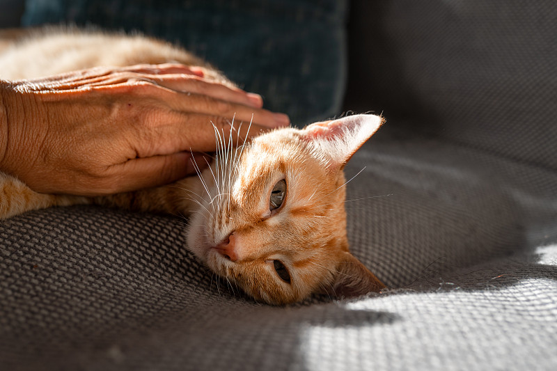 棕色的虎斑猫，绿色的眼睛躺在沙发上，在窗户的光线下。近距离