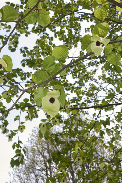 Davidia involucrata