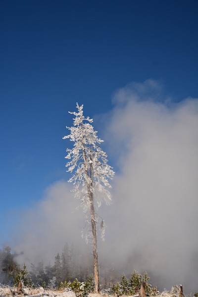 黄石公园本季第一场雪