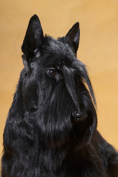 一个黑色铁丝毛的苏格兰小猎犬的肖像在一个黄色的背景