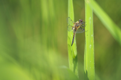 一个四斑点追逐蜻蜓昆虫，Libellula quadrimaculata的特写