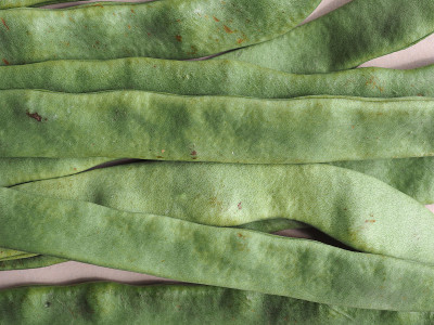 mangetout 豌豆豆类蔬菜
