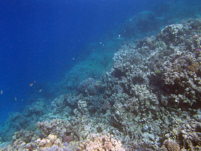 在埃及红海浮潜