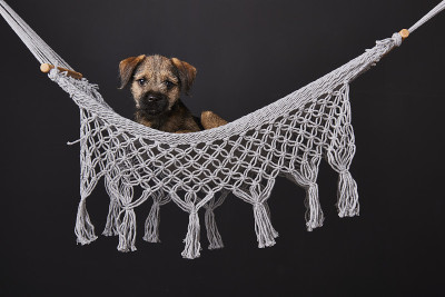 博德猎狐犬