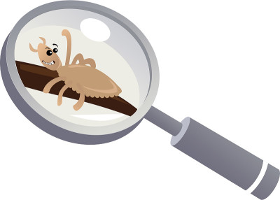 Head louse