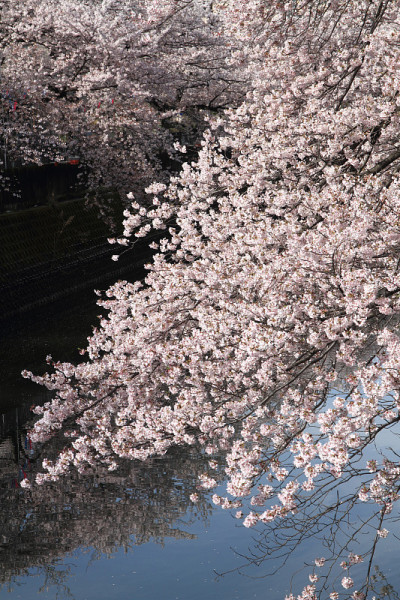 日本横滨大冈河边的一排樱花树