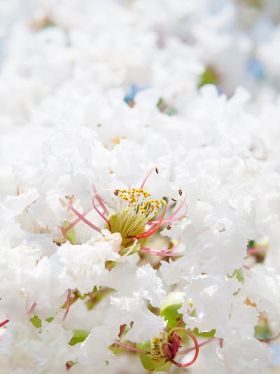 白紫薇花