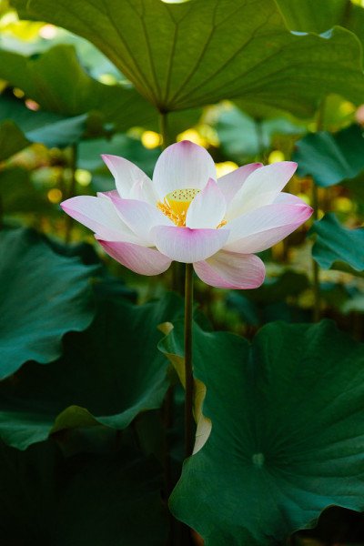 夏日荷花绽放