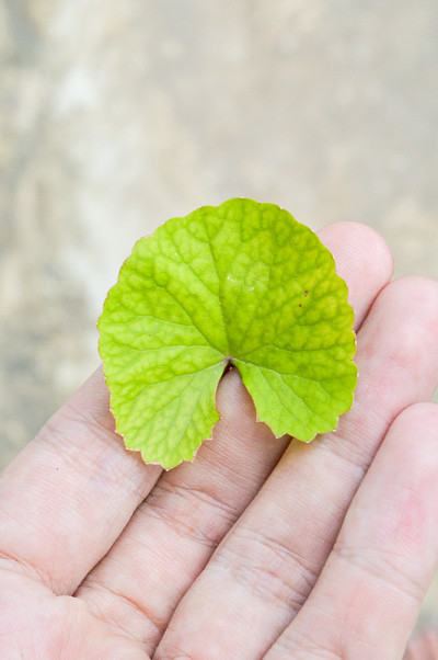 亚洲绿虫