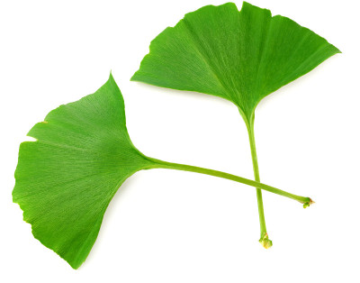 银杏叶孤立的白色背景。俯视图