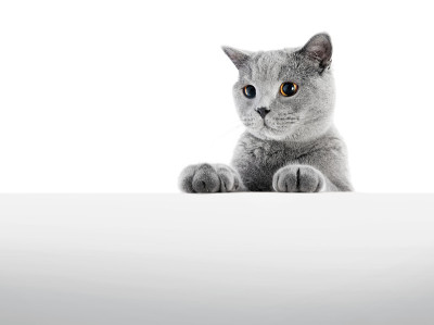 英国短毛猫孤立在白色。狩猎