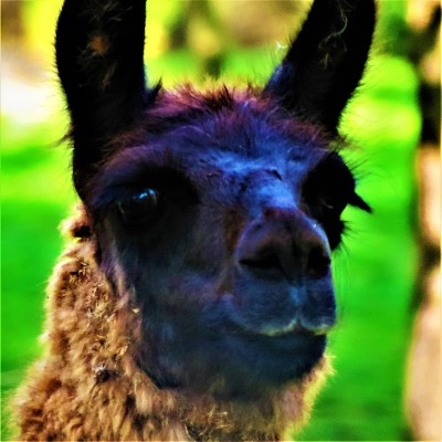 大羊驼肖像(Lama Glama animal)。