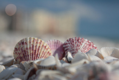 海滩贝壳