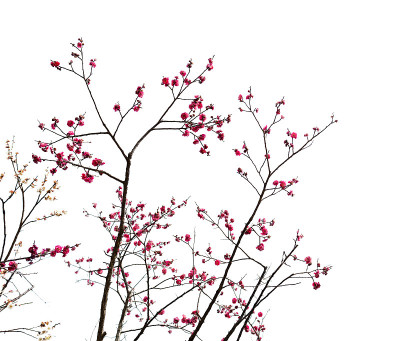 梅花