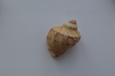 海洋的组成和海洋贝壳的特写