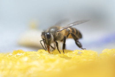 蜜蜂在蜂巢里。