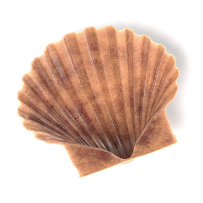 梳状突起Fumatus(干贝)