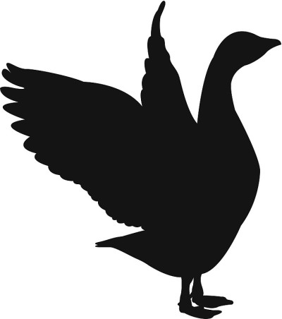 鸭轮廓