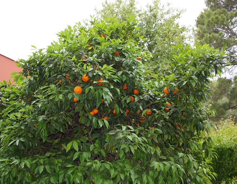 Orange tree with ripe fruits in the farm garden