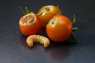 蔬菜园里的害虫
