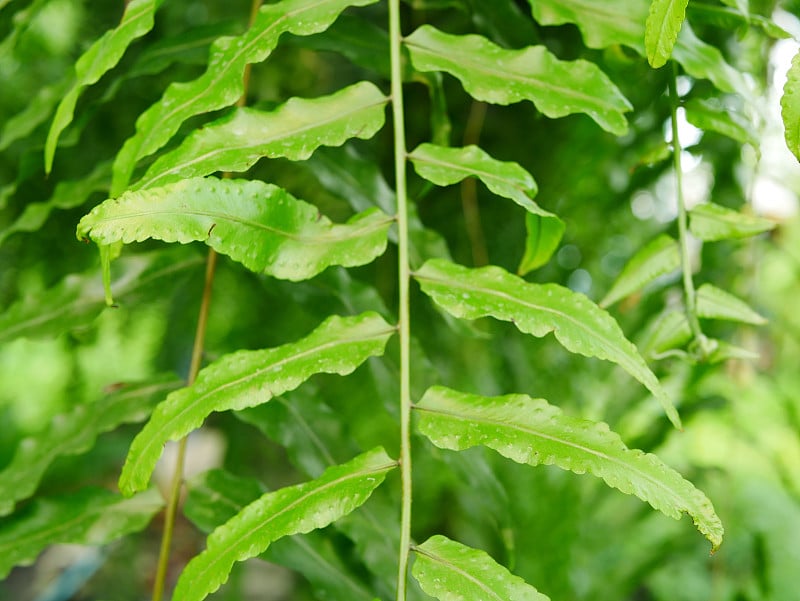 在一个热带花园中，绿色的藤蔓，蕨类植物的叶子聚集在挂着的椰子壳上