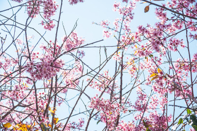 杏树开花