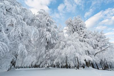 冬天。美妙的冬天的风景。树被雪覆盖着。到处都是白色的。寒冷的天气。乌鲁达格，布尔萨，土耳其伊斯坦布尔