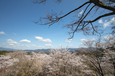 吉野山的樱花