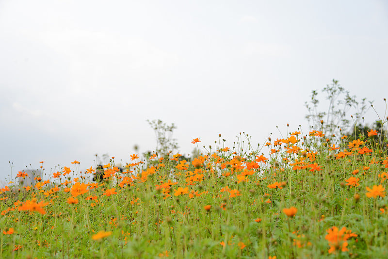 宇宙硫(黄色宇宙)花田野在日落。