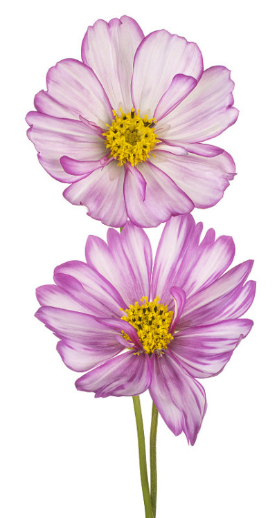 花孤立