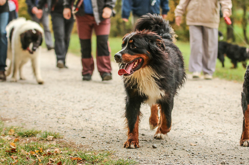 成年伯恩斯山地犬