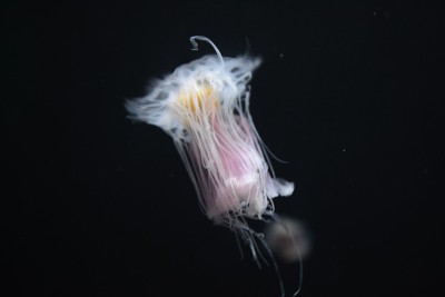 水族馆里的水母