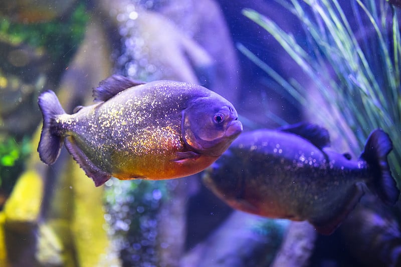 有照明的水族馆里的红腹食人鱼