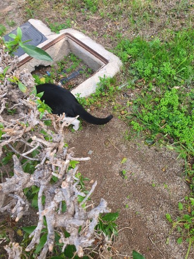 动物……猫、狗、松鼠、鸟……美丽的