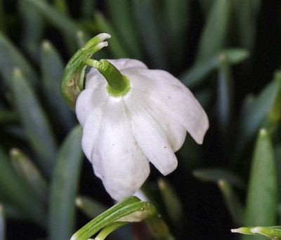 春天的雪花莲