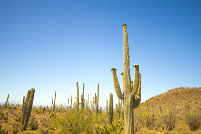 Large Arizona Saguaro Cactus In Bloom With Wildflo