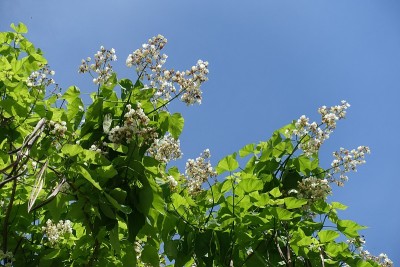 六月，晴空万里，梓树枝繁叶茂