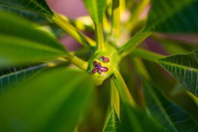 阿根廷科尔多瓦鸡蛋花属植物的花蕾
